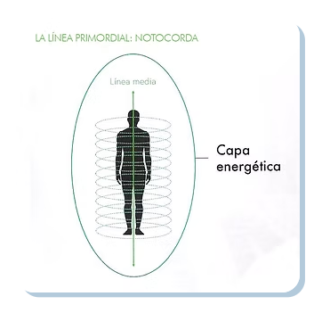 Figura humana con óvalo (capa energética + línea media)