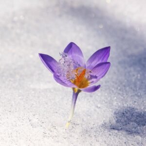 Flor morada brotando en la nieve como símbolo del masaje metafórico