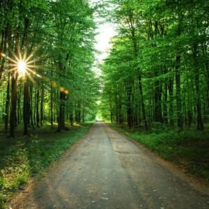 Sendero natural con árboles